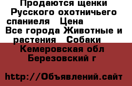 Продаются щенки Русского охотничьего спаниеля › Цена ­ 25 000 - Все города Животные и растения » Собаки   . Кемеровская обл.,Березовский г.